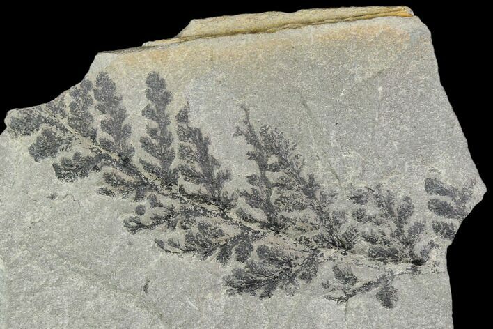 Pennsylvanian Fossil Fern (Pecopteris) - Kentucky #112687